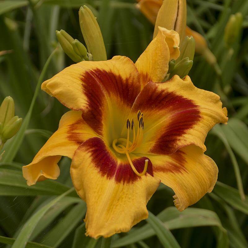 Rainbow Rhythm® 'Tiger Swirl' Daylily (Hemerocallis)