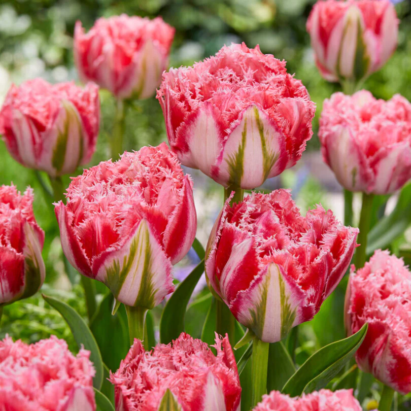 'Ranomi' Fringed Tulip