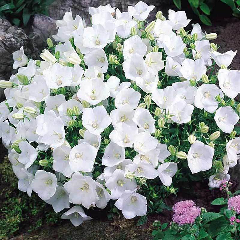'Rapido White' Bellflower (Campanula)