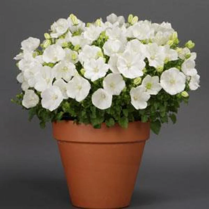 'Rapido White' Bellflower (Campanula) - Image 3