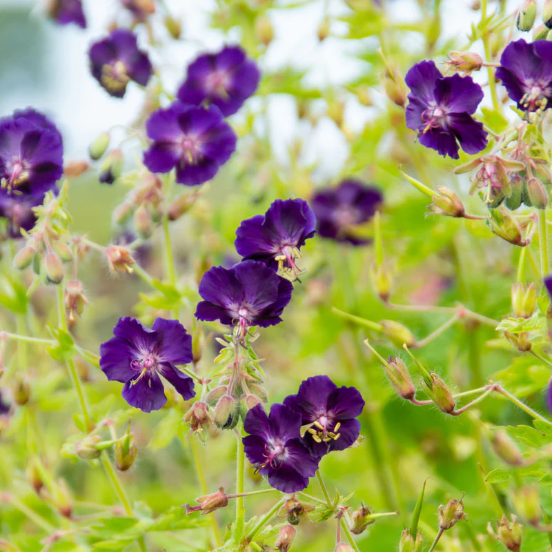 'Raven' Cranesbill (Geranium)