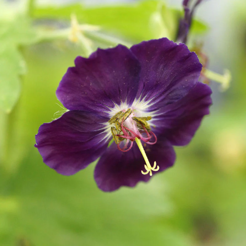 'Raven' Cranesbill (Geranium) - Image 2