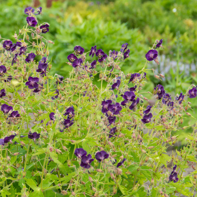 'Raven' Cranesbill (Geranium) - Image 5