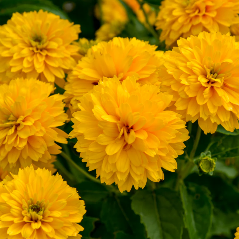'Rays for Days' False Sunflower (Heliopsis)