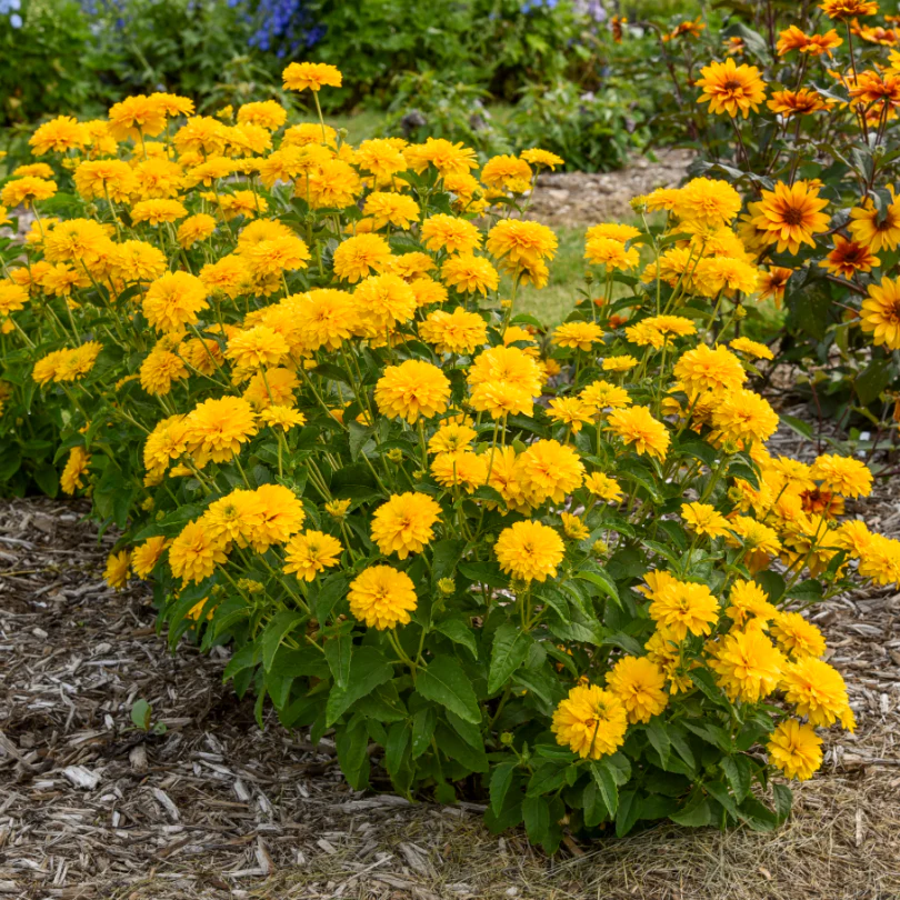 'Rays for Days' False Sunflower (Heliopsis) - Image 2