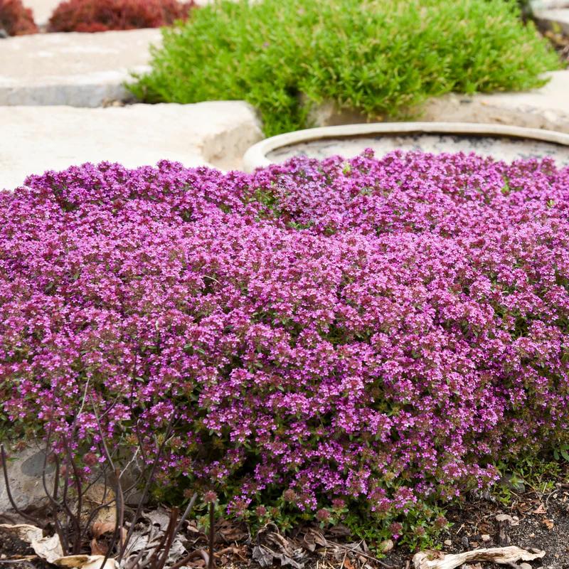 Red Creeping Thyme - Image 3