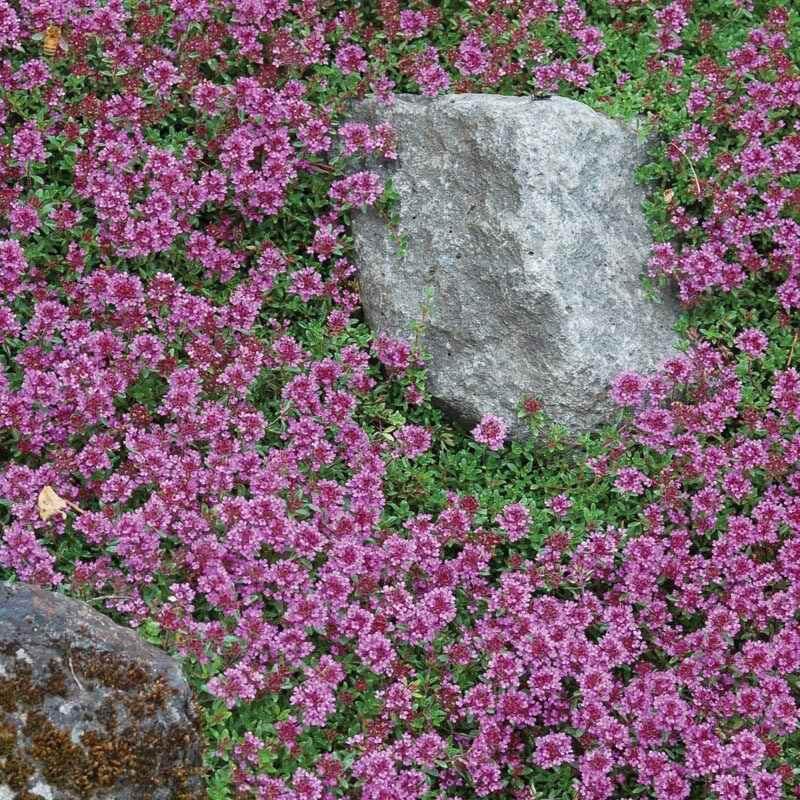 Red Creeping Thyme - Image 4
