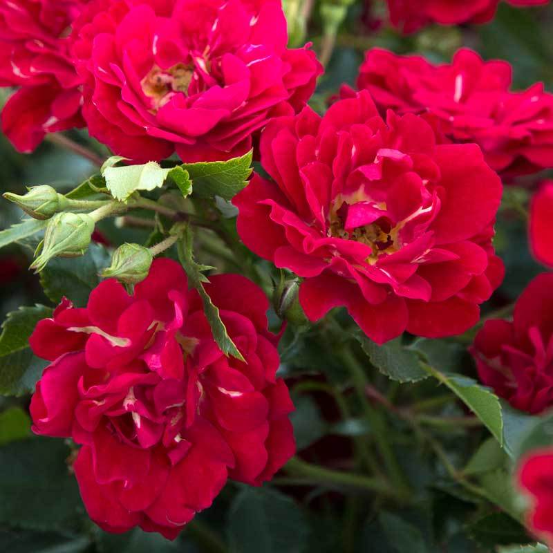 Red Drift® Rose