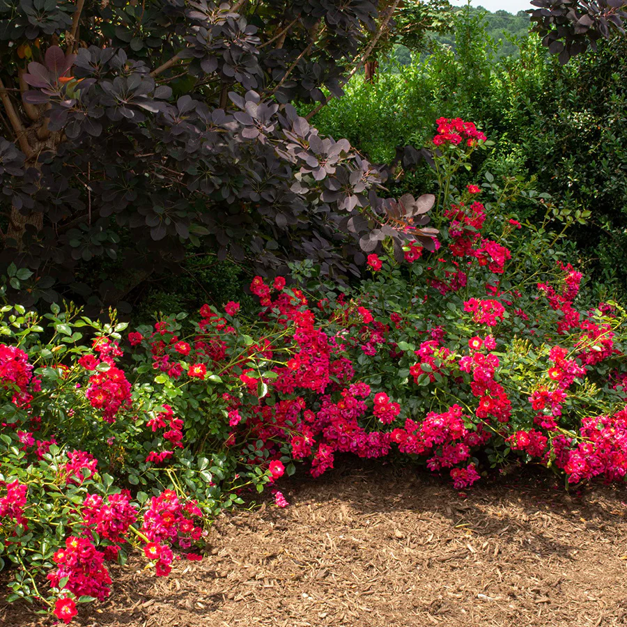 Red Drift® Rose - Image 4