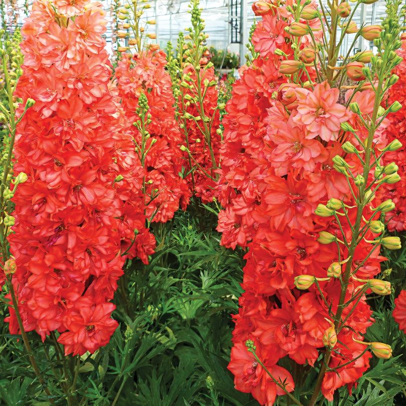 'Red Lark' Delphinium