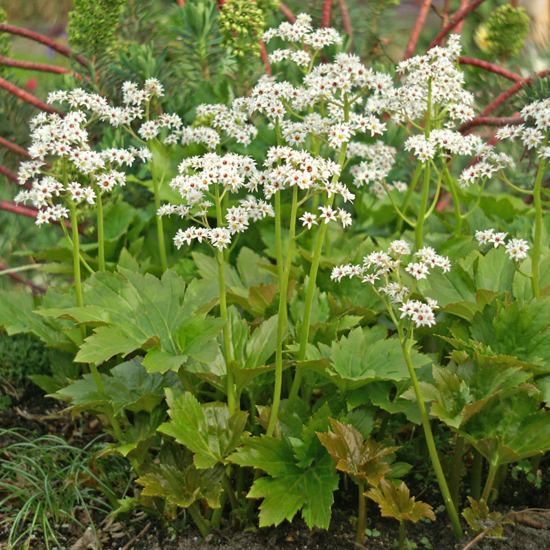 Red-Leafed Mukdenia
