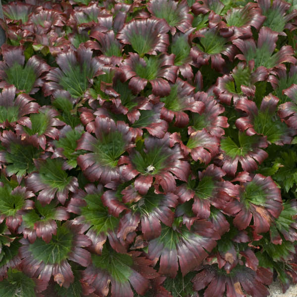 Red-Leafed Mukdenia - Image 3