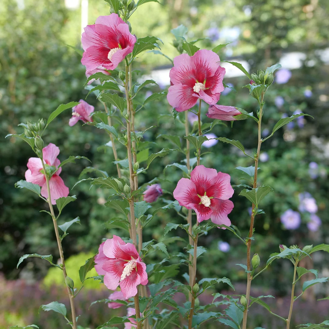 Red Pillar® Rose of Sharon (Hibiscus)