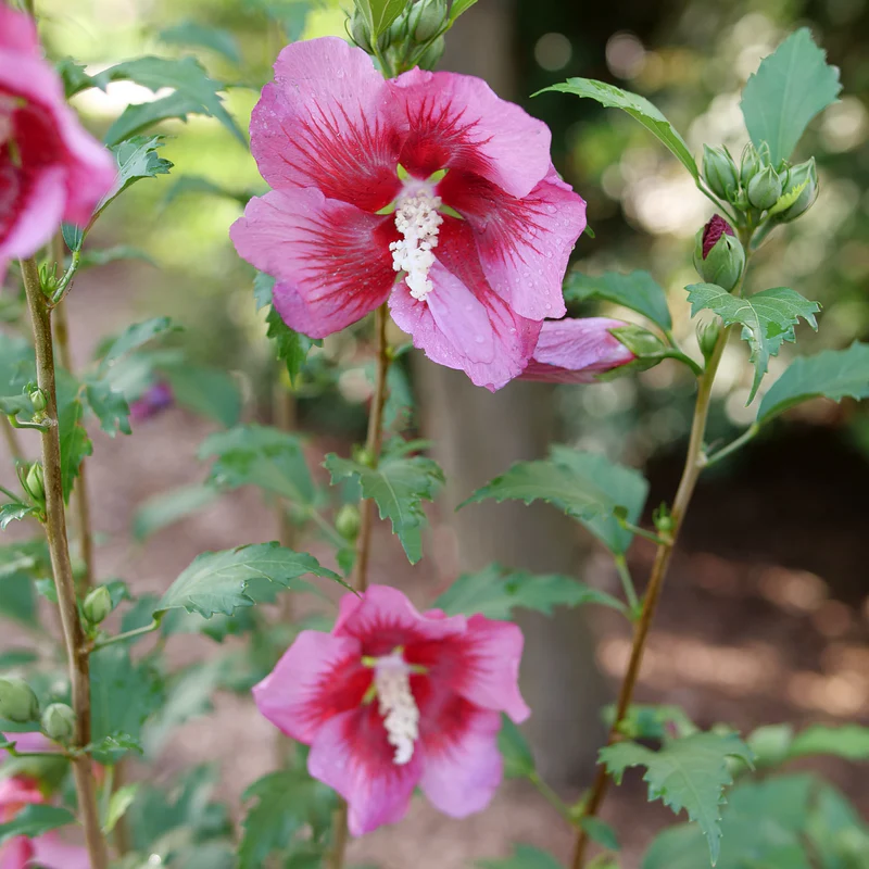 Red Pillar® Rose of Sharon (Hibiscus) - Image 4