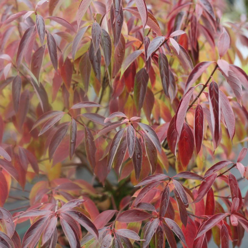 Red Rover® Silky Dogwood