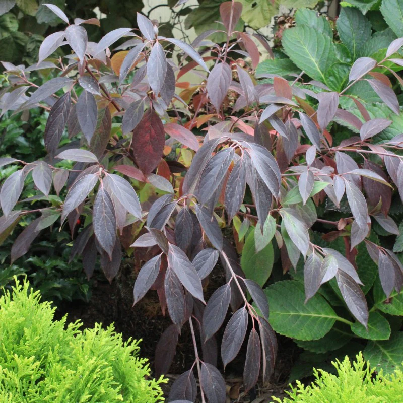 Red Rover® Silky Dogwood - Image 3