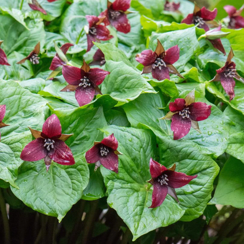 Red Trillium
