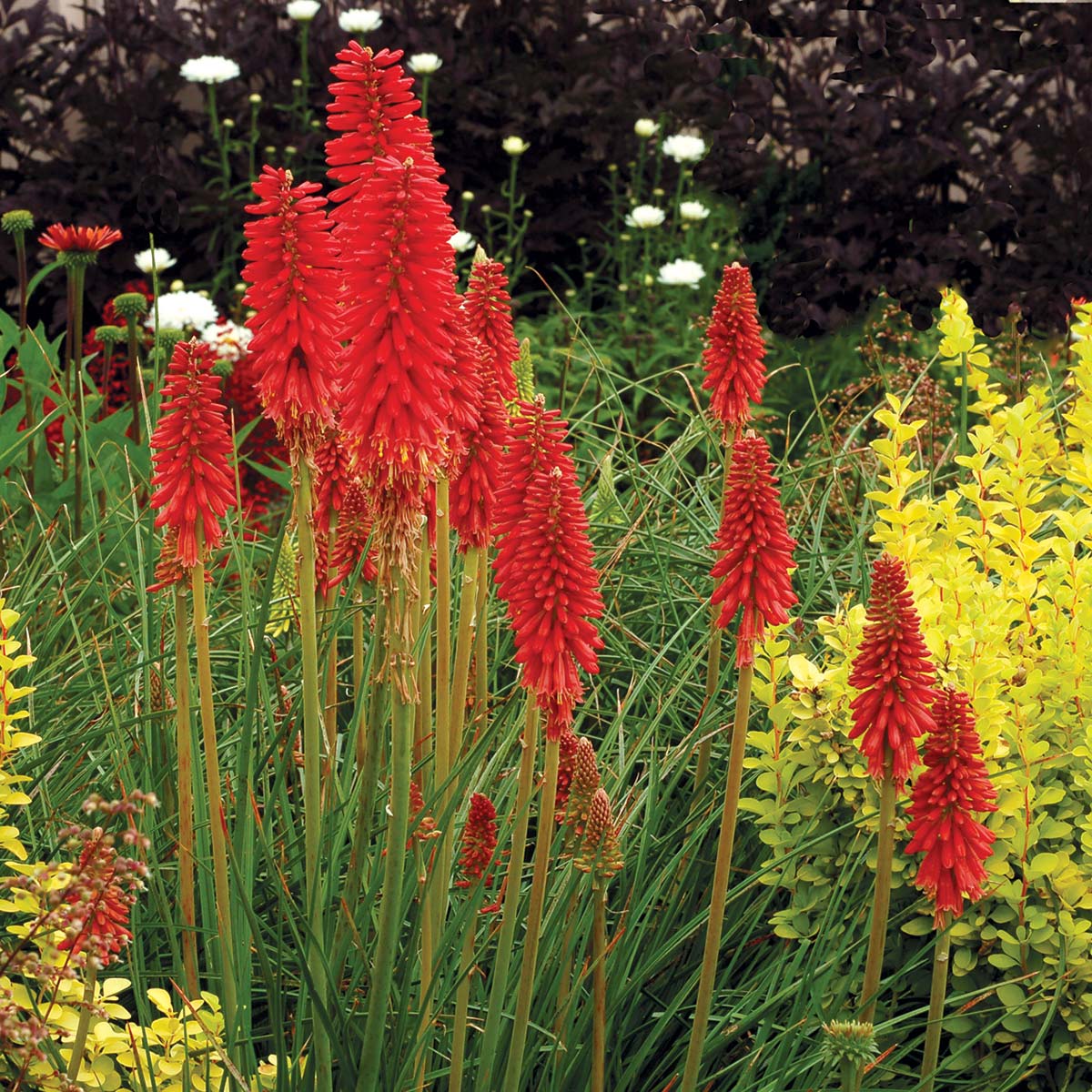 'Redhot Popsicle' Red Hot Poker (Kniphofia)