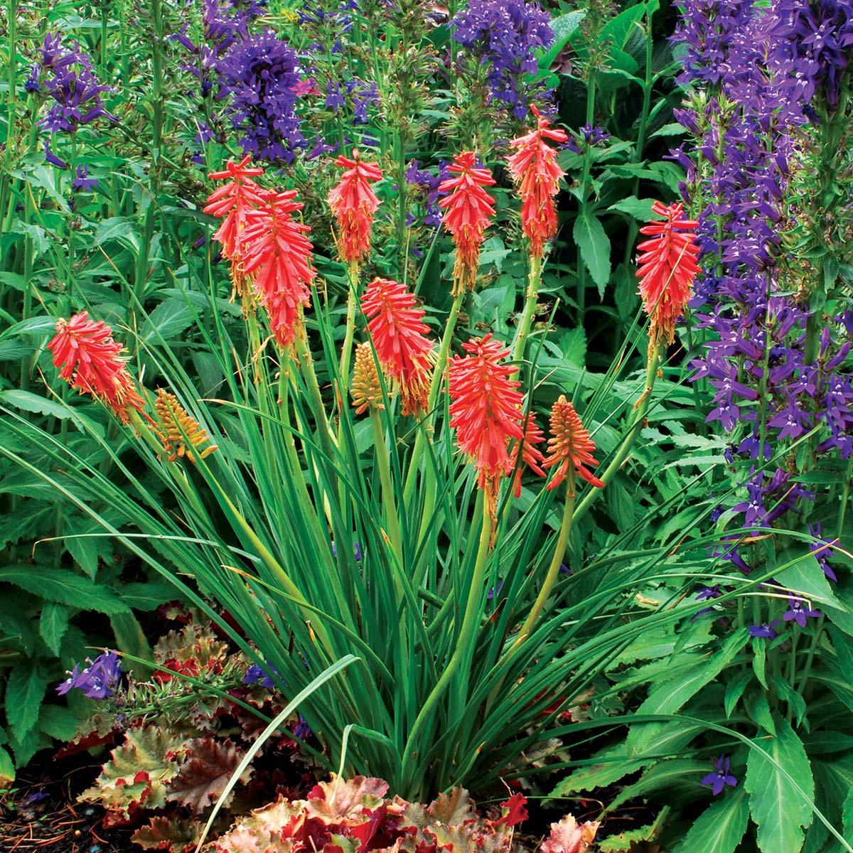 'Redhot Popsicle' Red Hot Poker (Kniphofia) - Image 2