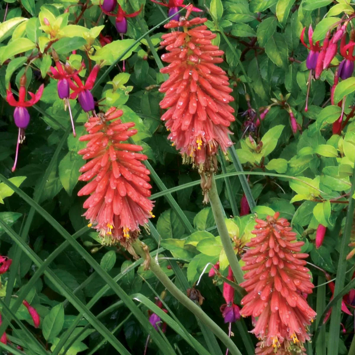 'Redhot Popsicle' Red Hot Poker (Kniphofia) - Image 6