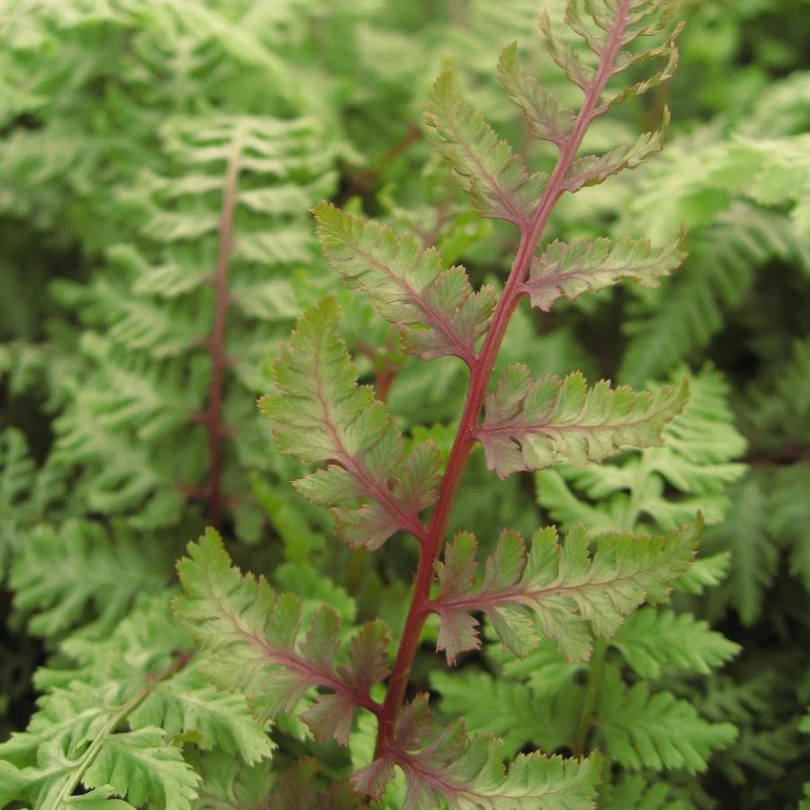 'Regal Red' Japanese Painted Fern (Athyrium) - Image 2