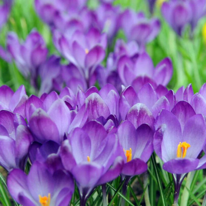 'Remembrance' Large Flowering Crocus
