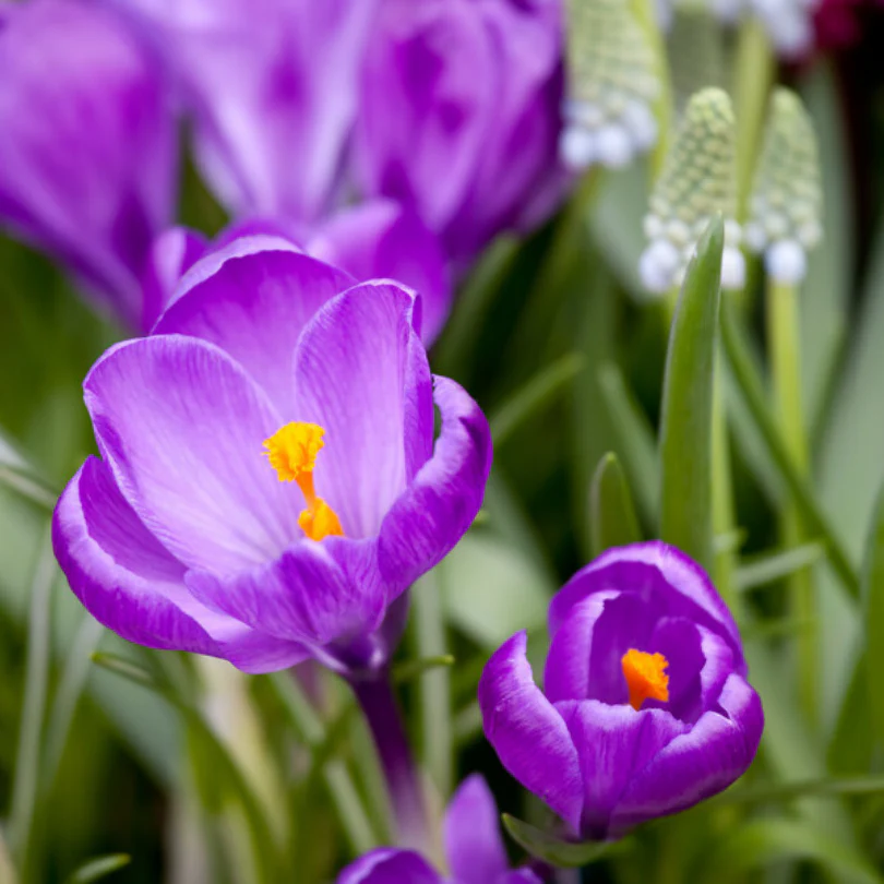 'Remembrance' Large Flowering Crocus - Image 2