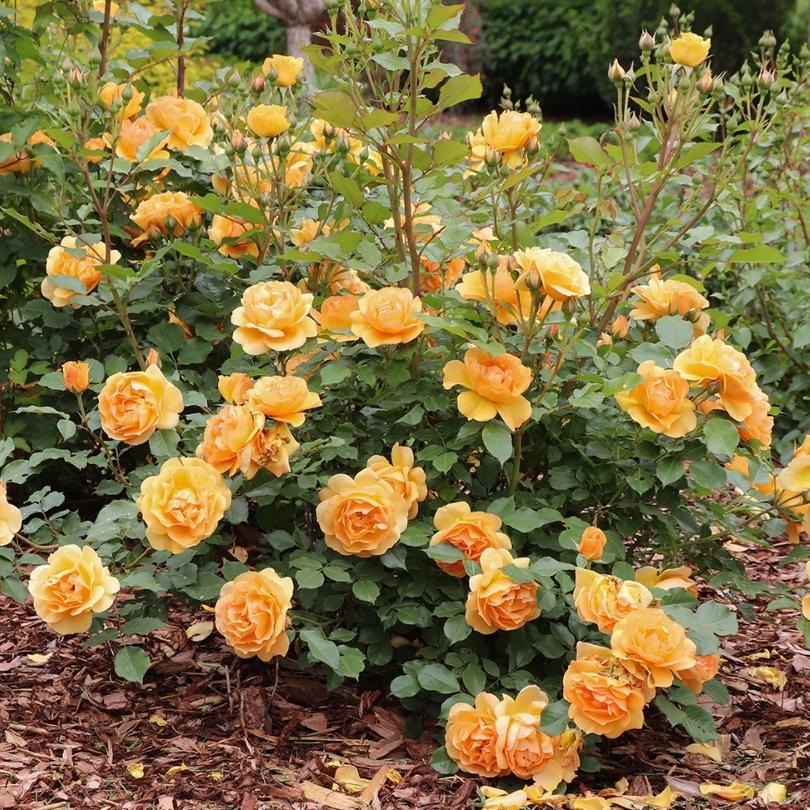 Reminiscent® Ginger Rose