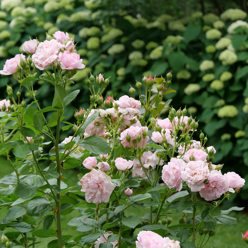 Reminiscent™ Pink Rose - Image 2