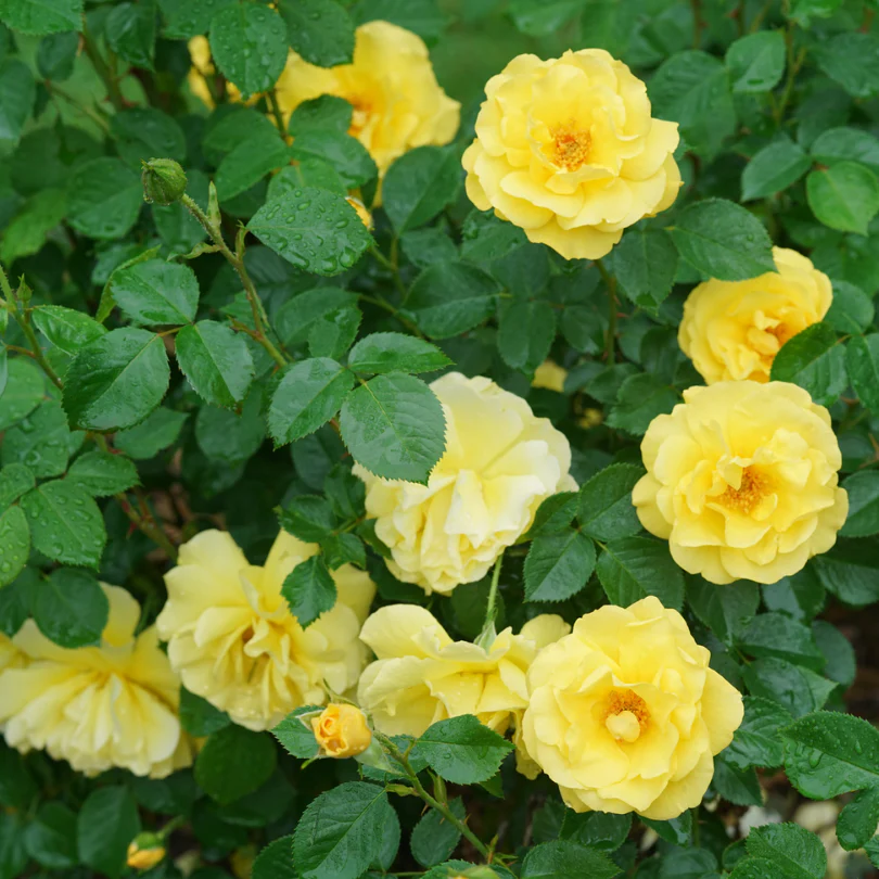 Reminiscent® Yellow Rose - Image 3