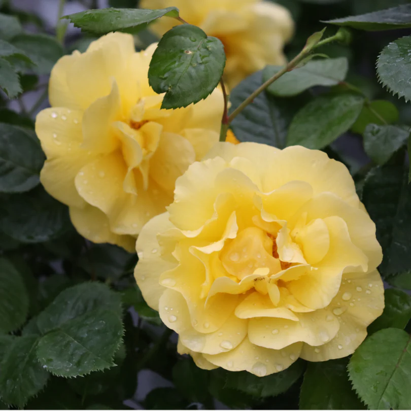 Reminiscent® Yellow Rose - Image 4
