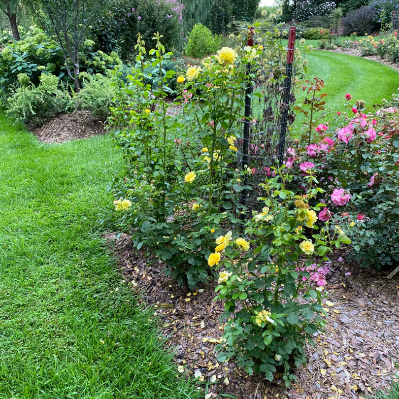 Reminiscent® Yellow Rose - Image 6