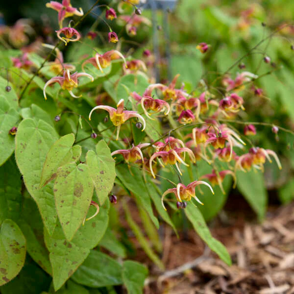 'Rigoletto' Barrenwort