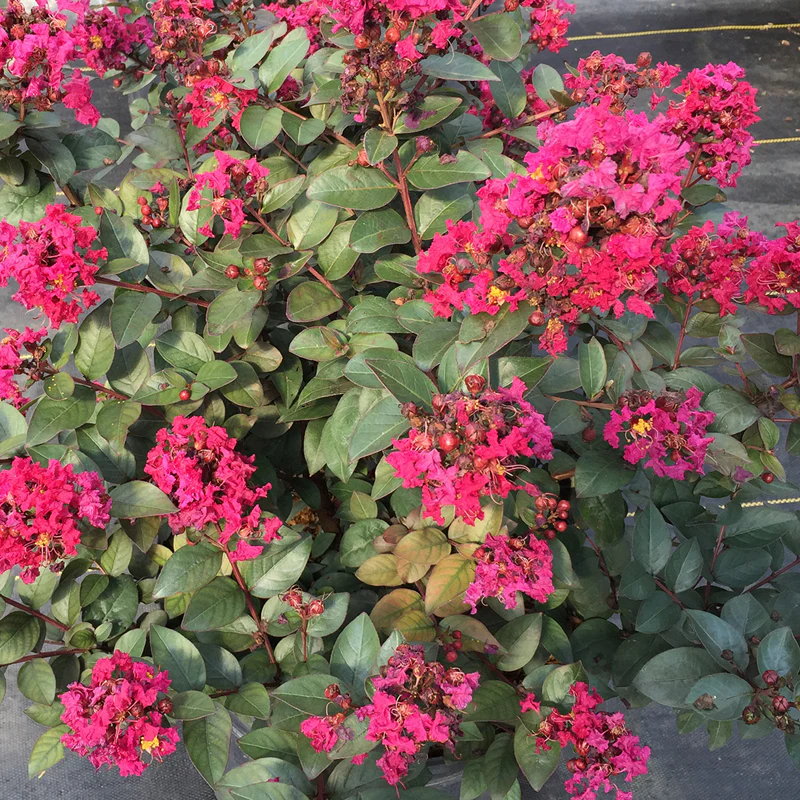 Rikki Tikki® Pink Crapemyrtle