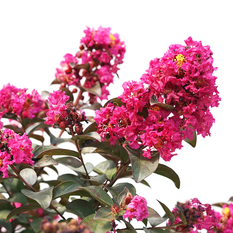Rikki Tikki® Pink Crapemyrtle - Image 2