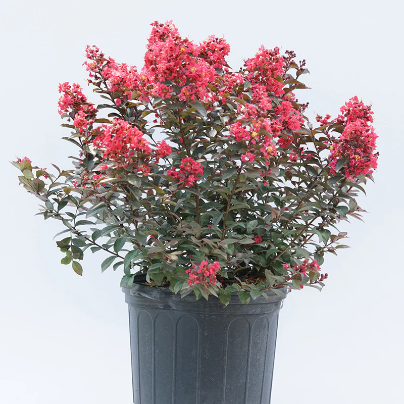 Rikki Tikki® Rouge Crapemyrtle - Image 2