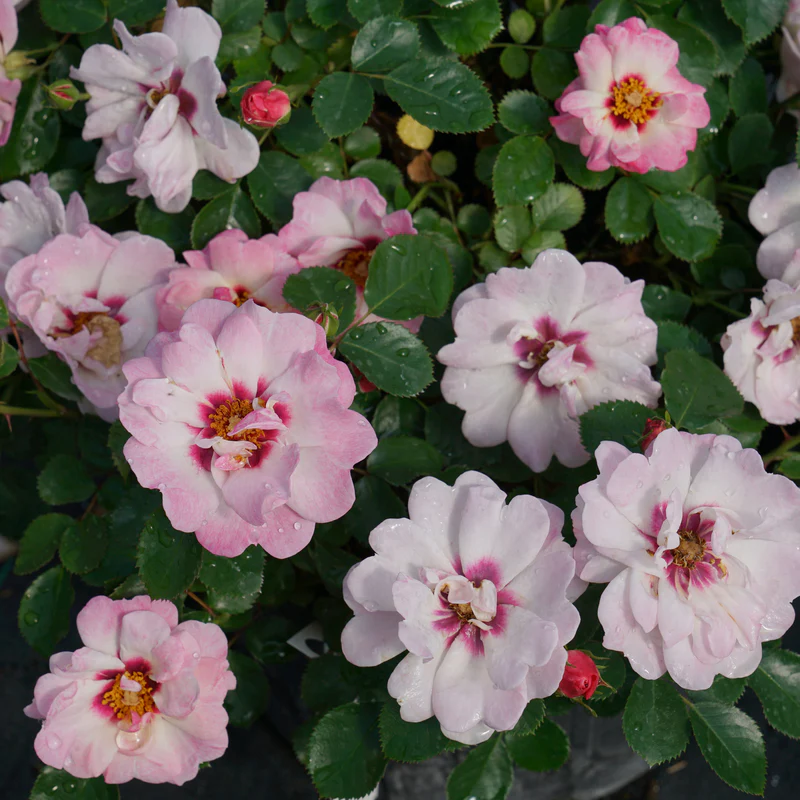 Ringo® Double Pink Rose - Image 3