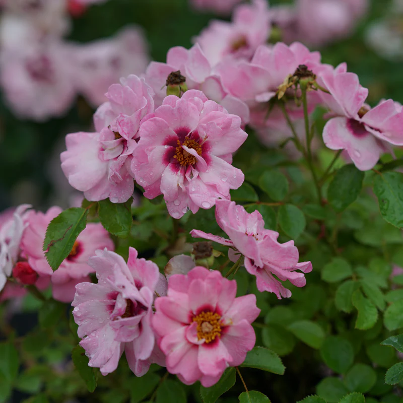 Ringo® Double Pink Rose - Image 5