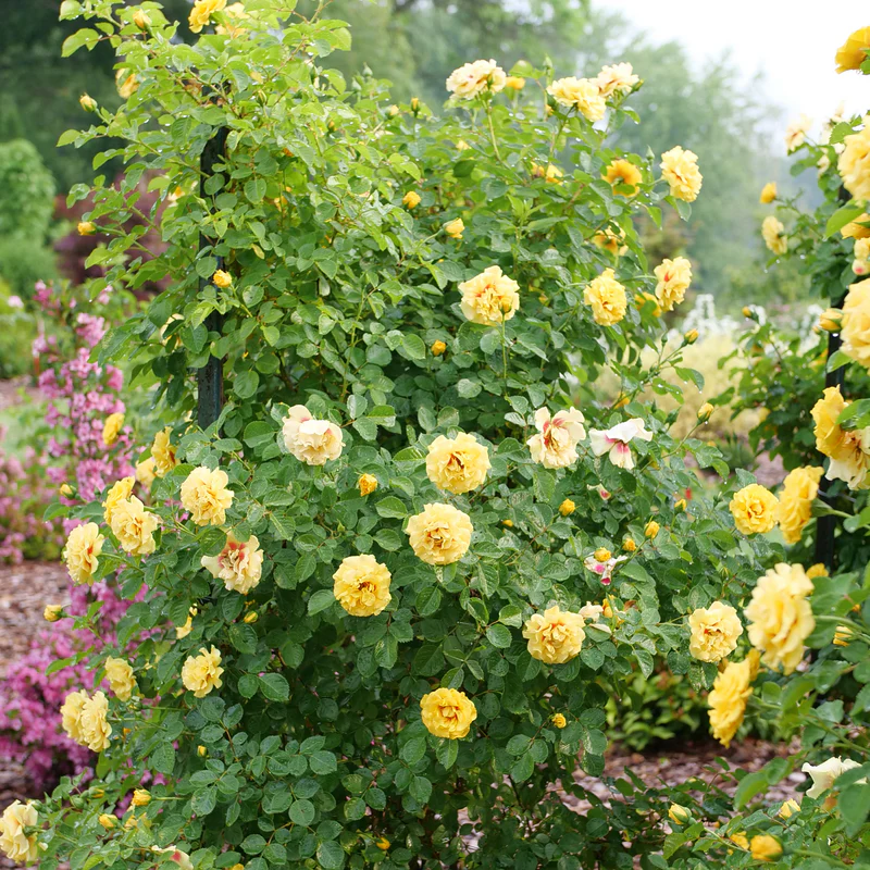 Rise Up™ Ringo® Climbing Rose - Image 2