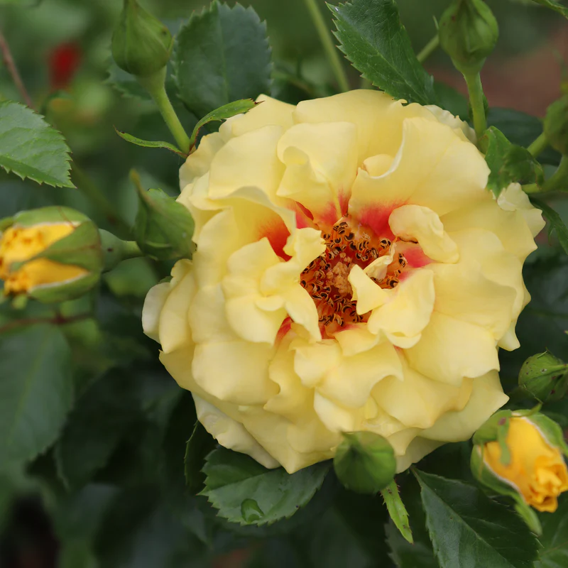 Rise Up™ Ringo® Climbing Rose - Image 5