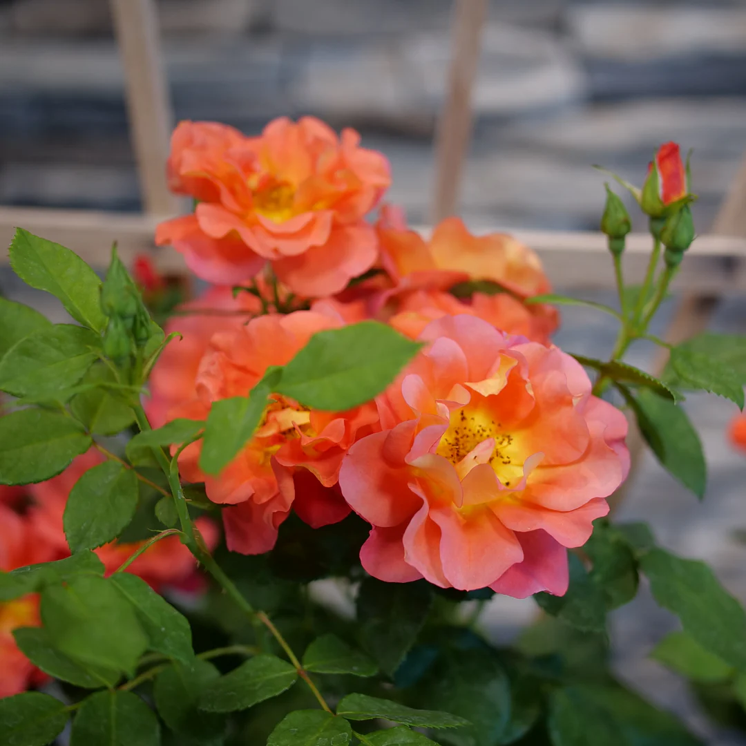 Rise Up Emberays® Climbing Rose - Image 3