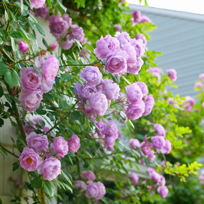Rise Up Lilac Days™ Climbing Rose - Image 4