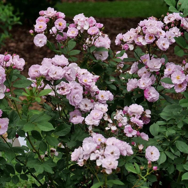Rise Up Lilac Days™ Climbing Rose - Image 5