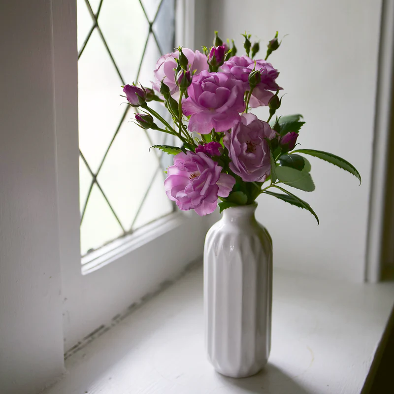 Rise Up Lilac Days™ Climbing Rose - Image 7