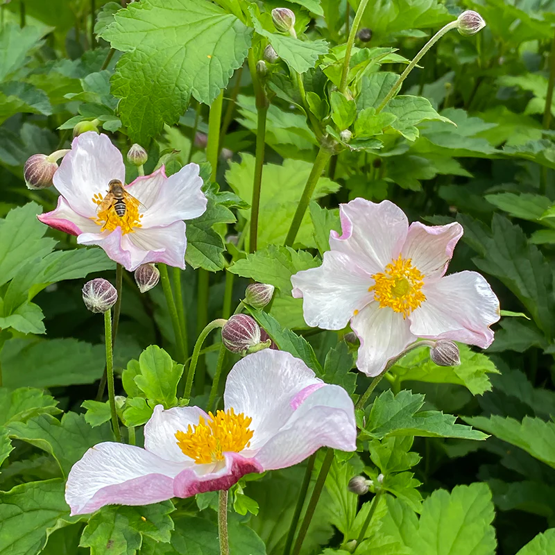 'Robustissima' Japanese Anemone - Image 3