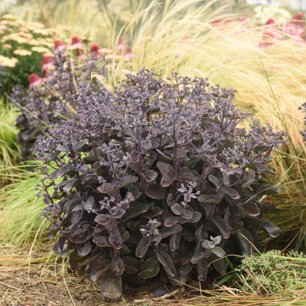 Rock 'N Grow® 'Back in Black' Stonecrop (Sedum)