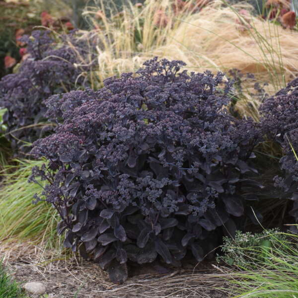 Rock 'N Grow® 'Back in Black' Stonecrop (Sedum) - Image 4