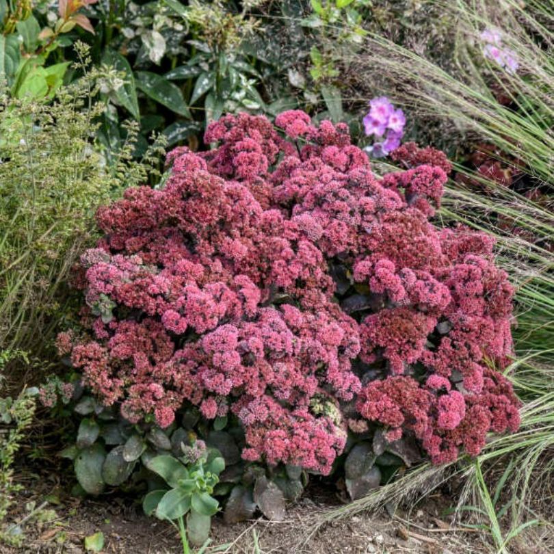 Rock 'N Grow® 'Midnight Velvet' Stonecrop (Sedum)