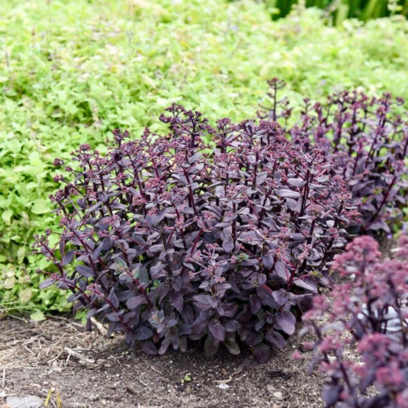 Rock 'N Grow® 'Midnight Velvet' Stonecrop (Sedum) - Image 3