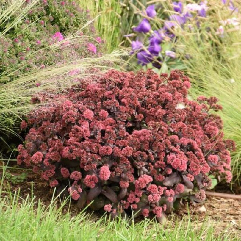 Rock 'N Grow® 'Midnight Velvet' Stonecrop (Sedum) - Image 4